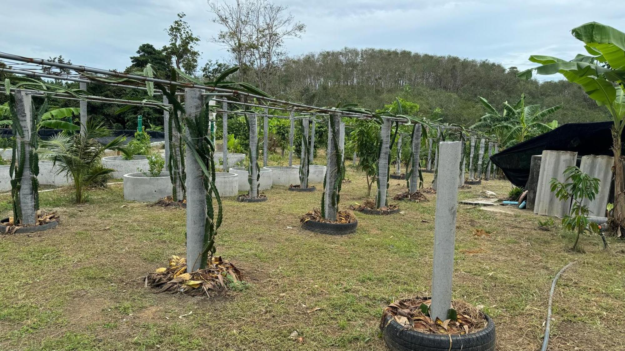 Greenheart Garden View Camp Phuket Kata Beach  Buitenkant foto
