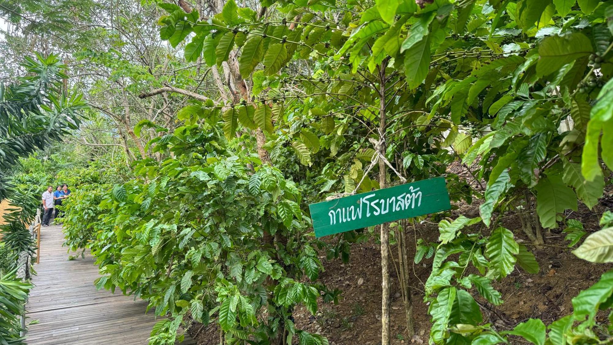 Greenheart Garden View Camp Phuket Kata Beach  Buitenkant foto